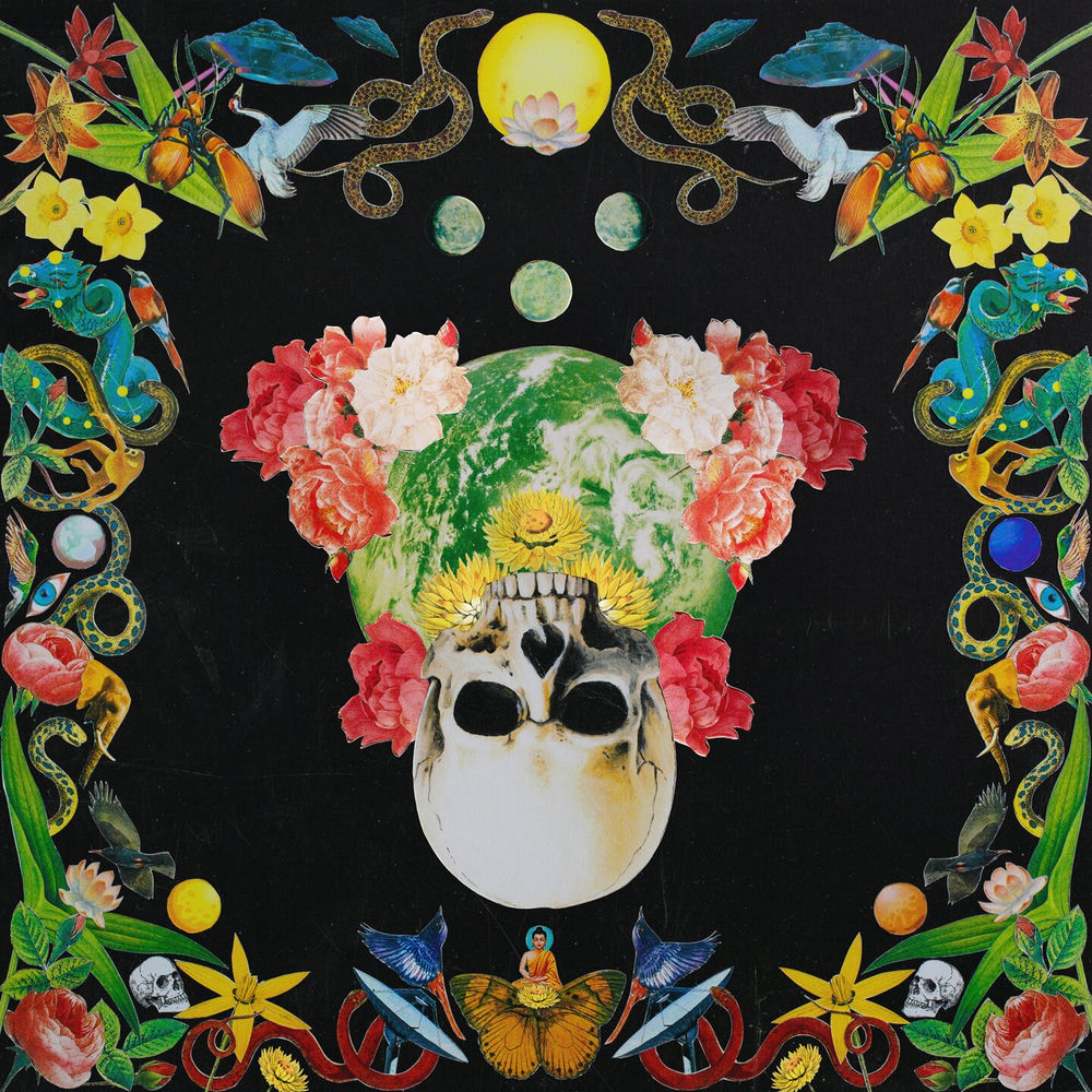 Helichrysum cover
