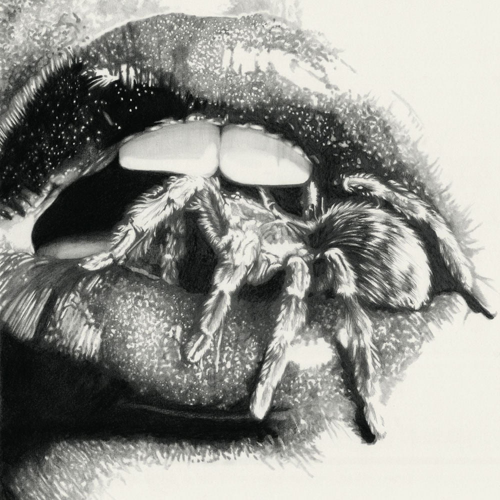 Let The Spiders In cover