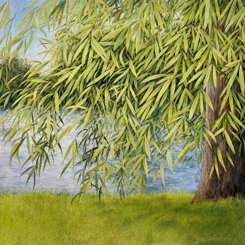 Nothing But Green Willow : The Songs Of Mary Sands And Jane Gentry cover