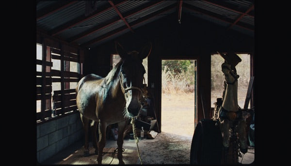 Mule cover