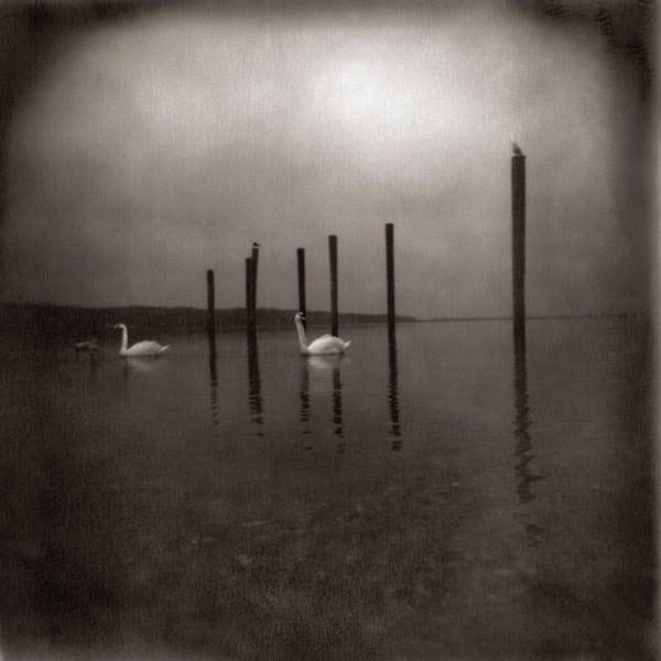 Conference Of The Birds cover