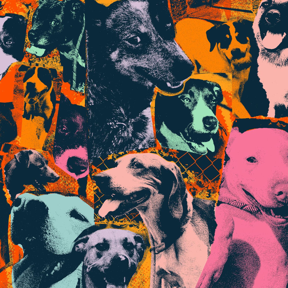 The Dogs of Hope cover