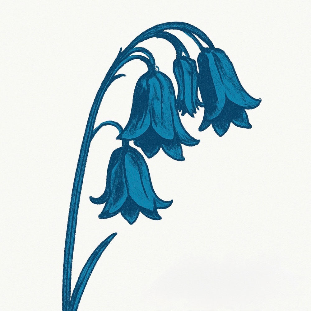 This Is The Bluebells cover
