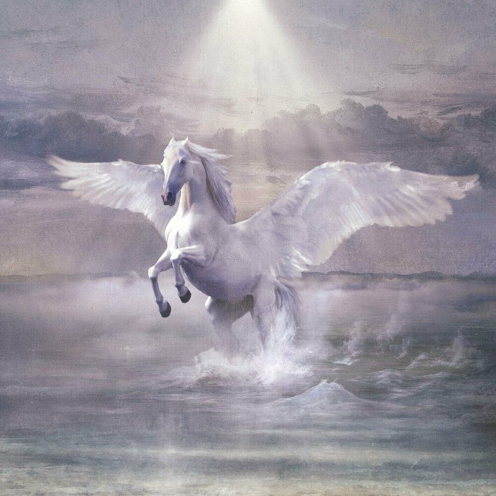 Sulle Ali Del Cavallo Bianco cover