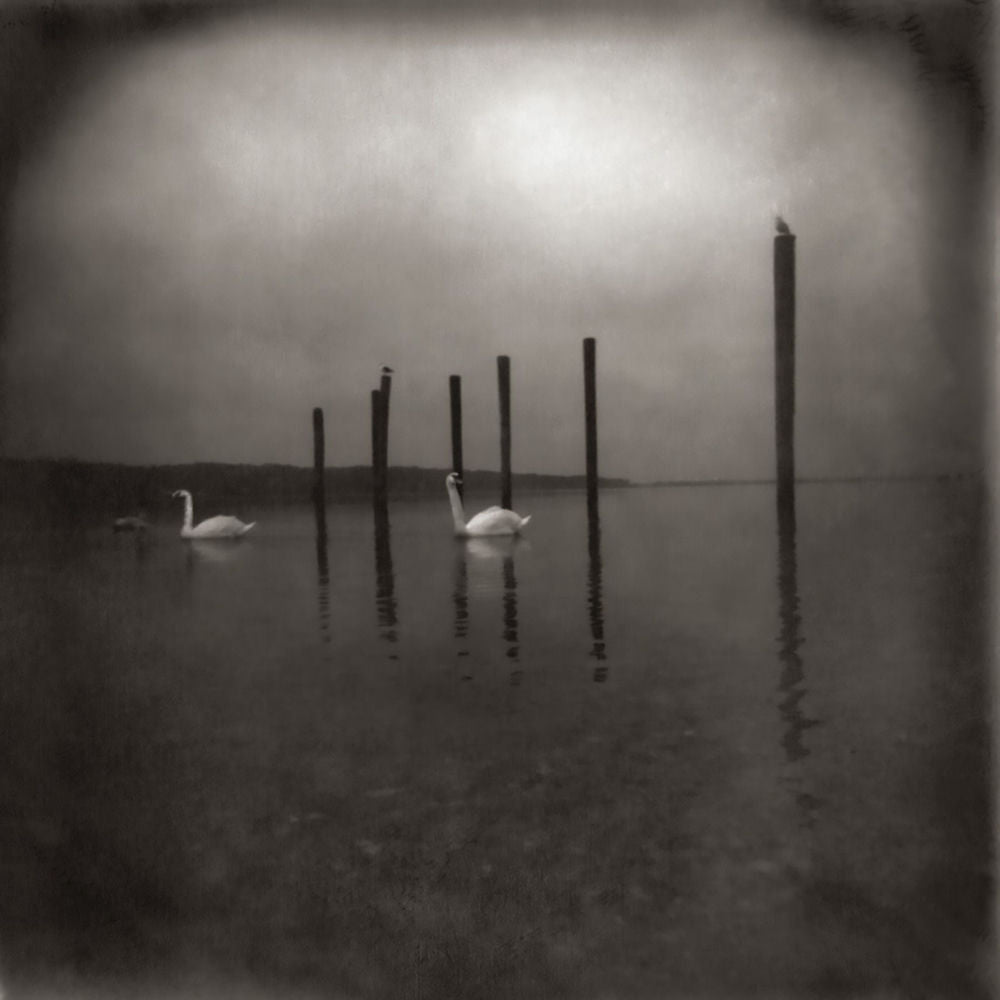 Conference Of The Birds cover