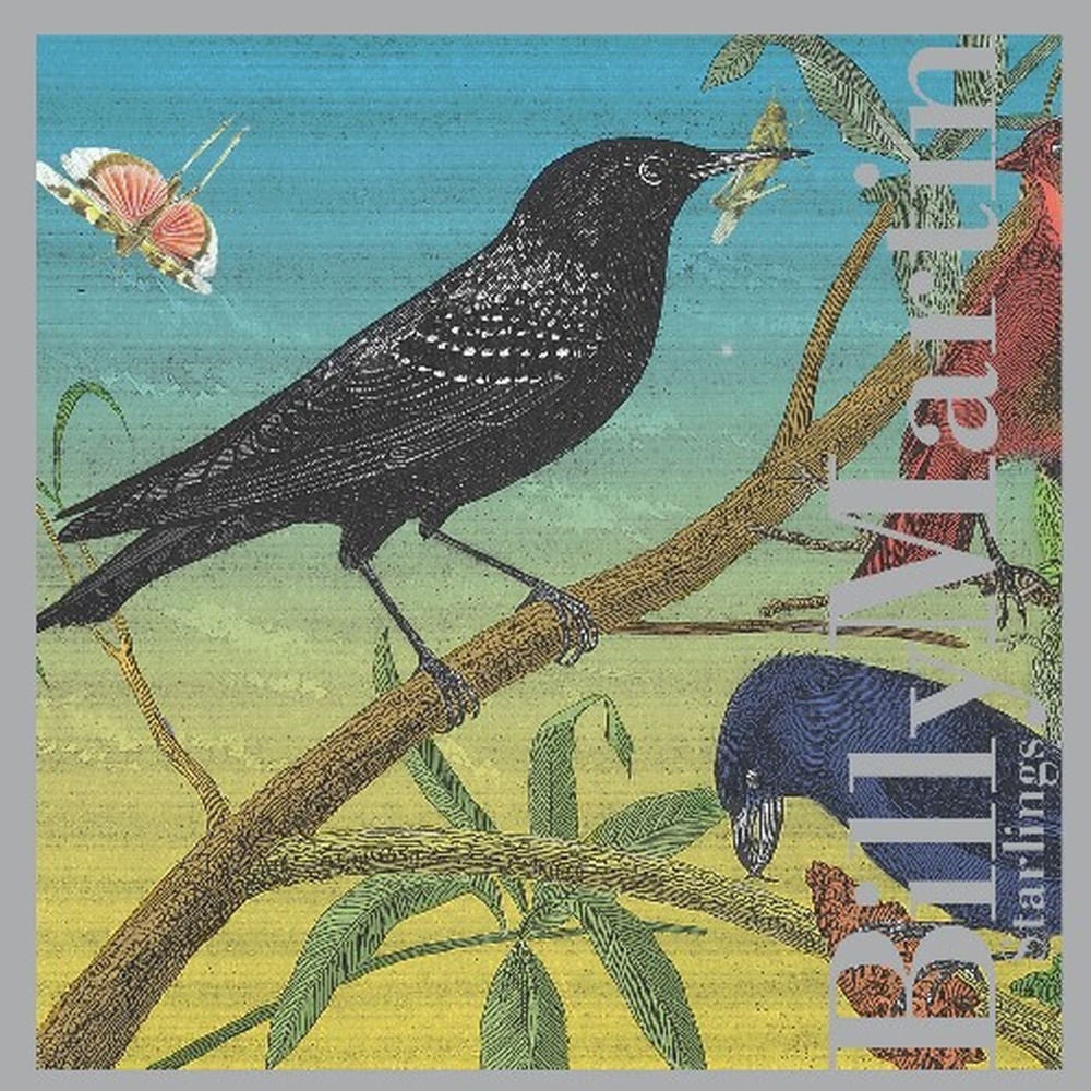Starlings cover