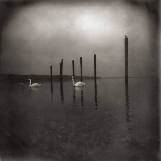 Conference Of The Birds cover