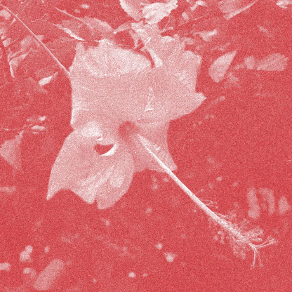 Poulaine cover