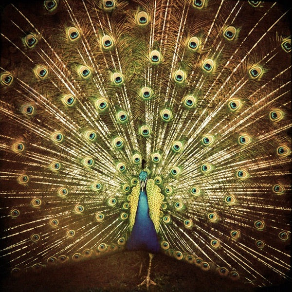 Ani DiFranco (2LP) cover