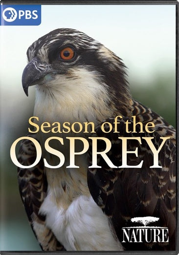 Nature: Osprey